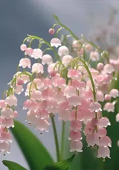 勇敢追爱的妻子后悔了